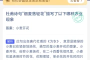 杜甫诗句“细麦落轻花”描写了以下哪种农业现象